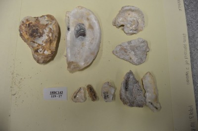 A selection of Lloyd Street Synagogue oyster shells.