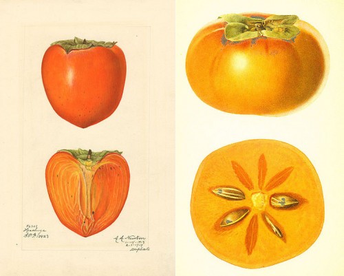 Left: Japanese persimmon (variety Hachiya) - watercolor 1887 drawn by Amanda A. Newton. Right: Fuyu persimmon by artist R.G. Steadman