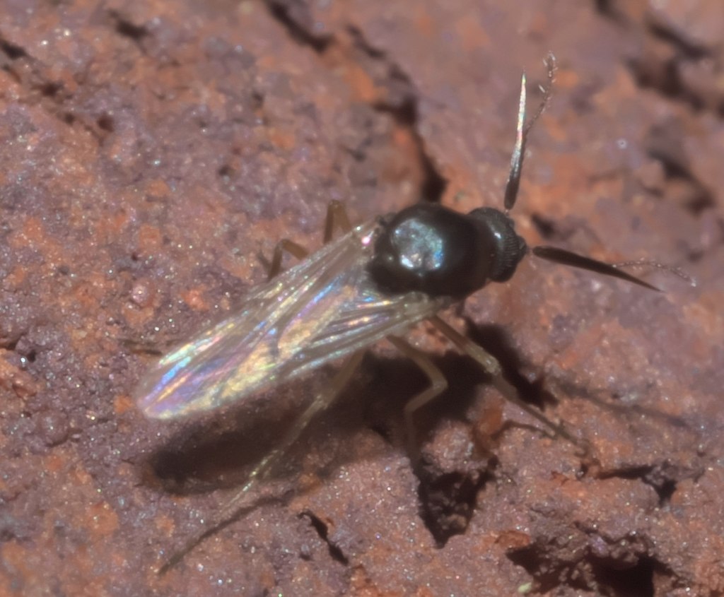 Small mosquito with iridescent wings, perched on a brown stone background.