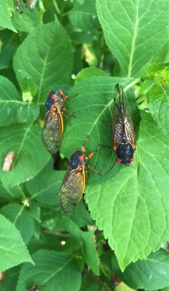 Three cicadas sitting on a leaf.