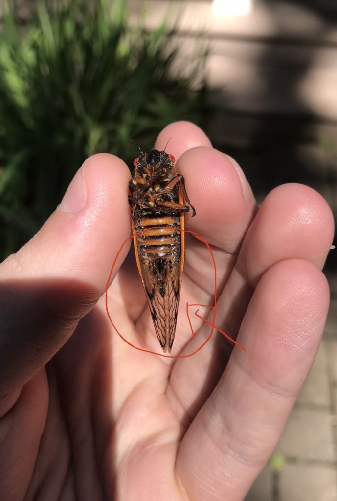 Female cicada.