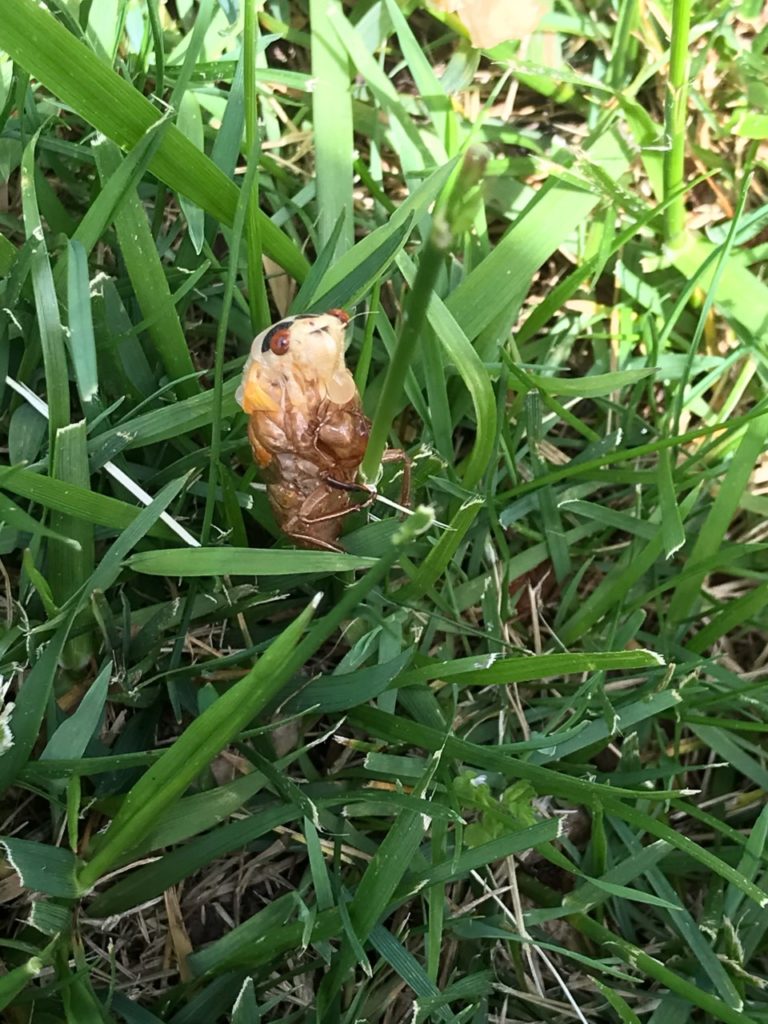 Cicada emerging from its shell.