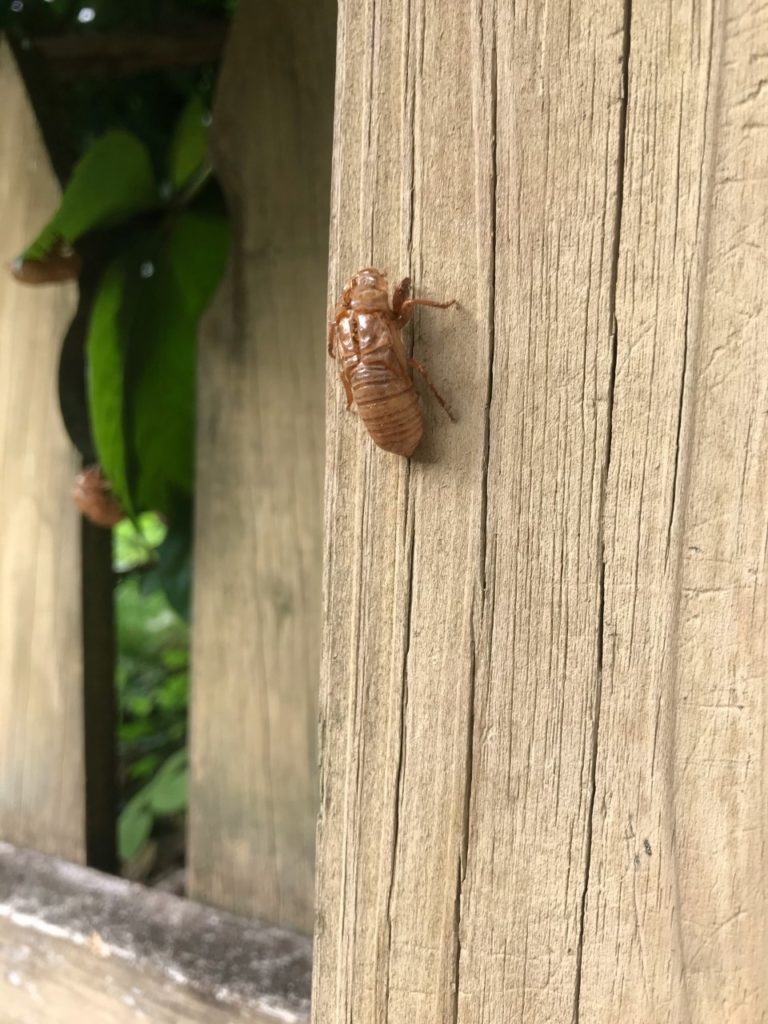 Exoskeleton of a cicada.